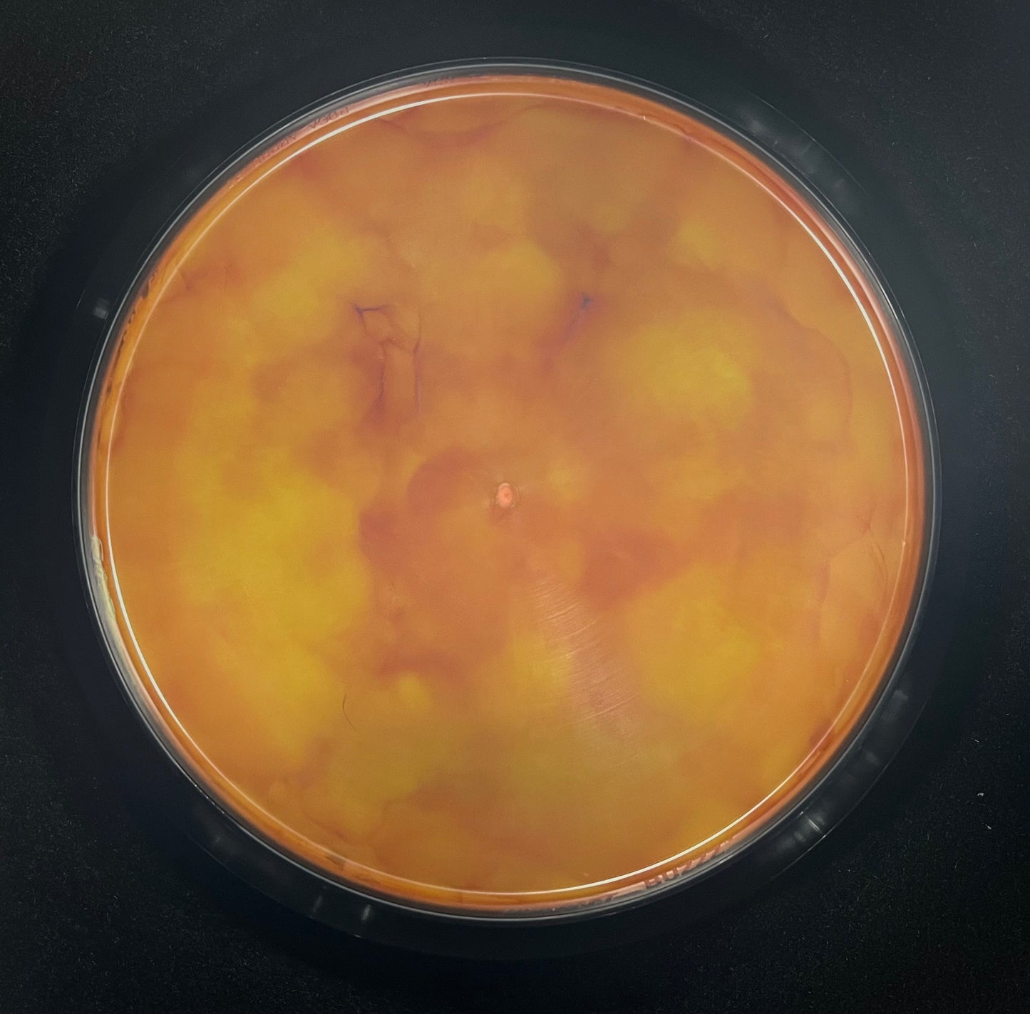 Discraft Buzzz (Mis-Stamp)